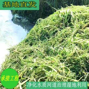 Elaeococcus Is Commonly Known as a Unbeatable and Has the Effect of Purifying Water Quality. It Can Also Be Used for Fish and Shrimp Breeding