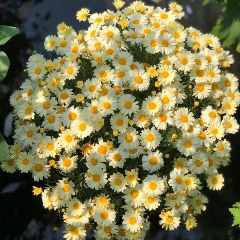 Semillas de margarita, semillas de margarita, perennes, nuevos tipos de flores de balcón interior, jardín