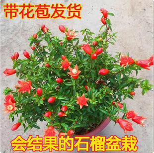 Pomegranate Flower Potted Bonsai Fruit Saplings Indoor Four-Season Flowering Fruit Plants Outdoor Courtyard Balcony Green Plants and Florals