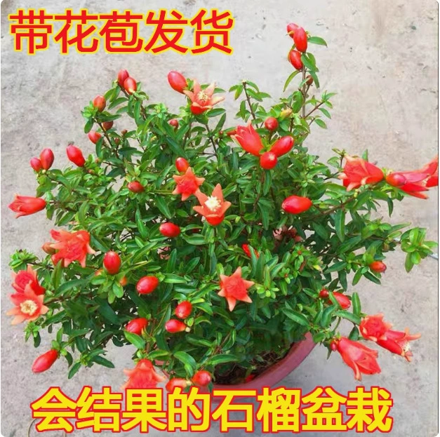Цветок граната в горшке, бонсай, фруктовые саженцы, комнатные четырехсезонные цветущие фруктовые растения, уличный двор, балкон, зеленые растения и цветы