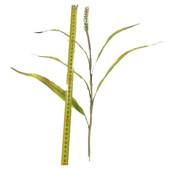 秋色小麦 (1).jpg