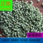 吹膜拉伸改性900颗粒