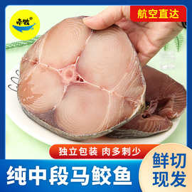 海南马鲛鱼新鲜鲜活冷冻海鱼海鲜批发切片马胶鱼中段3斤5斤8斤