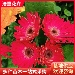 Gerbera Potted Seedlings with Buds, Large Chrysanthemums for National Day Garden Flowers, Chrysanthemum Seedlings