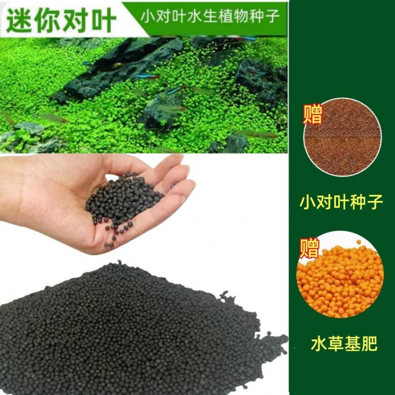 무료 작은잎 7099개 + 재배비료 - 고비료 진흙【2.51kg】