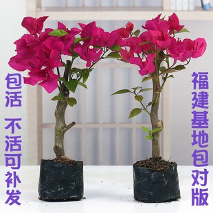 �ڻ��ذ�����÷����ֲ�ﻨ����Ʒ�Nõ���̨ͥԺ�ļ��_����������