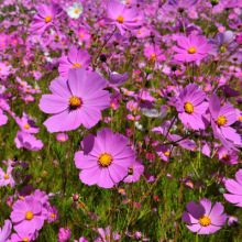 波斯菊花种子格桑花种籽子七彩四季播种开花易活庭院室外花籽种孑