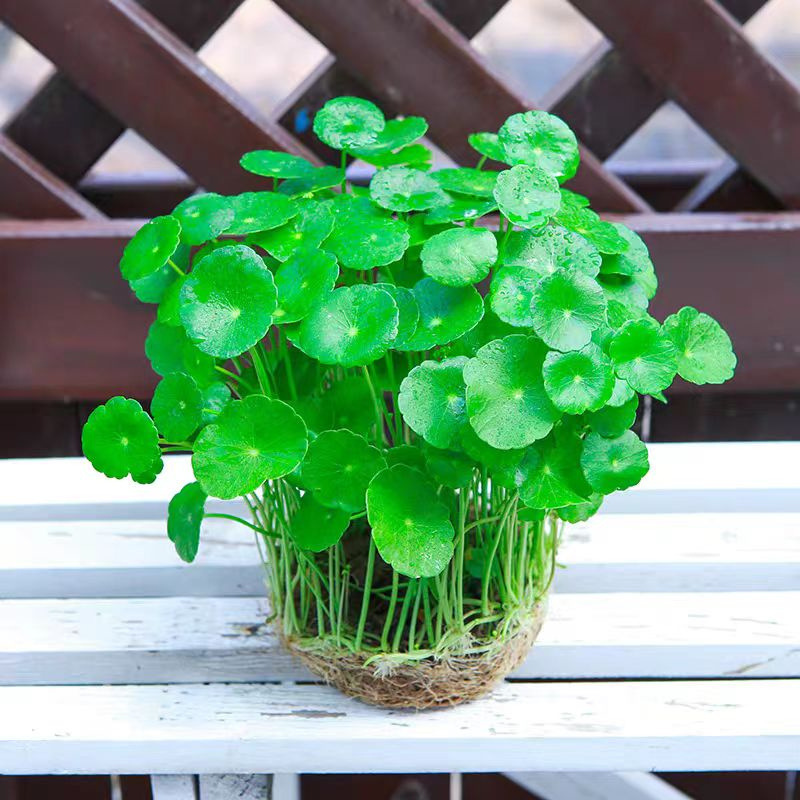 Hydroponic Pennywort Plant Potted Indoor Small Green Plant Flower Water-Cultured Pennywort Seeds Aquatic Easy to Care for All Seasons with Leaves