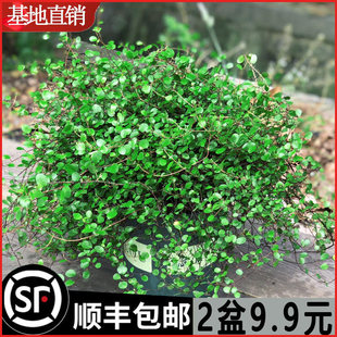 ǧ�~���m�����^�~ֲ������決���c�b����c�Y�����Gֲ�ļ�����