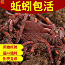 lra~DfDɢbҰⴹ~DBʳʳ