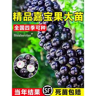 �Ό��������������ɳ�Ͱ�˹���ش������ͥԺ�Nֲ�ϱ����ļ��Y��