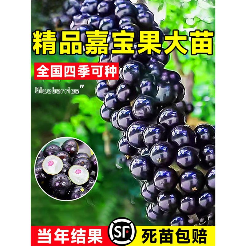 嘉宝果果树苗树葡萄沙巴艾斯卡特大果树苗庭院种植南北方四季结果