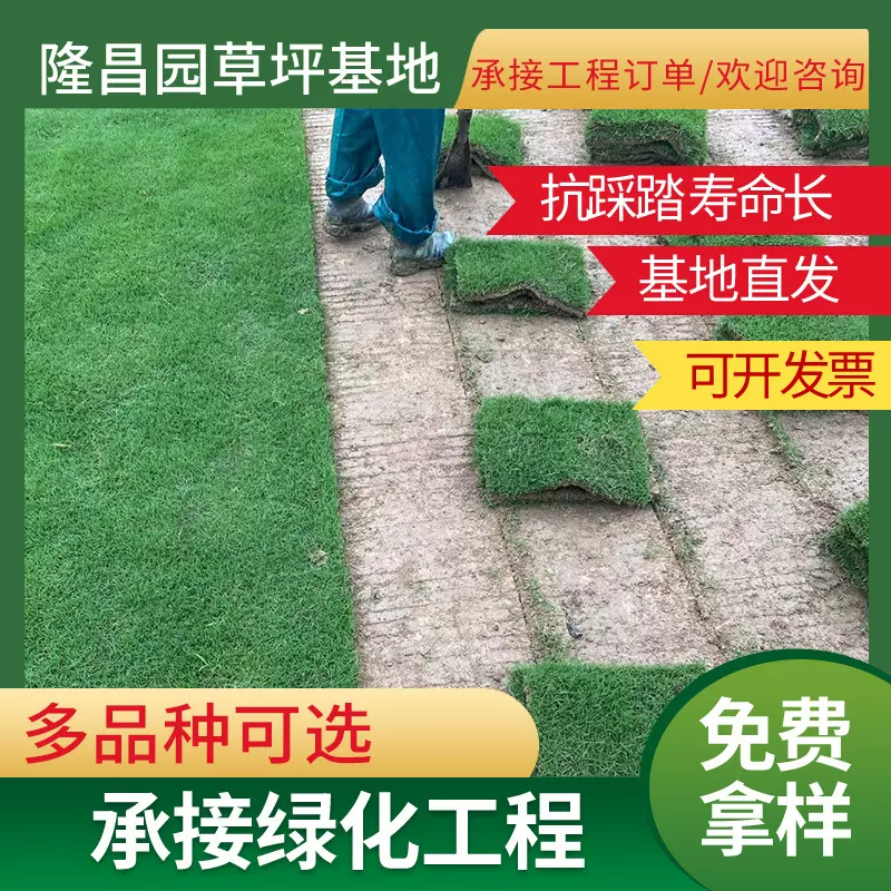 基地供应中华结缕草带厚泥草坪草皮工期快易打理工程园林绿化草坪