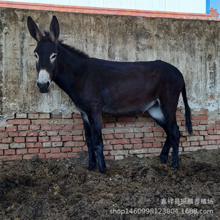 ɽ�|���H�Bֳ С�H�����H��N �������� ���w���H�r��