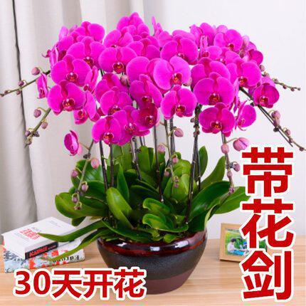 Phalaenopsis Orchid Seedlings with Flower Swords and Buds Potted Orchid Seedlings Living Room Indoor Plants Florals Easy to Maintain in All Seasons