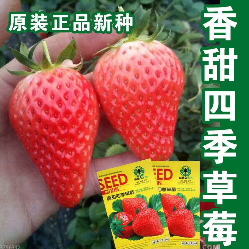 Сладкие всесезонные семена клубники для посадки круглый год, высокоурожайная и высокосладкая кремовая клубника для выращивания в горшках на балконе.