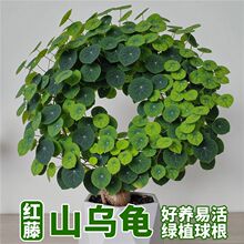 ɽ�����N������һ�~���t���^�~�Gֲ�҃�����ֲ�������ļ�������B