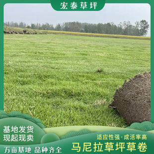 Manila grass skin Bermuda lawn slope protection Taiwan green dog tooth root dwarf paradise grass wholesale landscaping grass