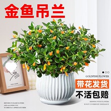 ���~���m�����ļ��^��ֲ����~���҃ȿ͏d�^��ֲ�ﶹ��G�ļ�����