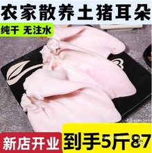 新鲜猪耳朵5斤冷冻猪耳生猪耳片土猪耳卤菜带根干净去毛卤菜商用