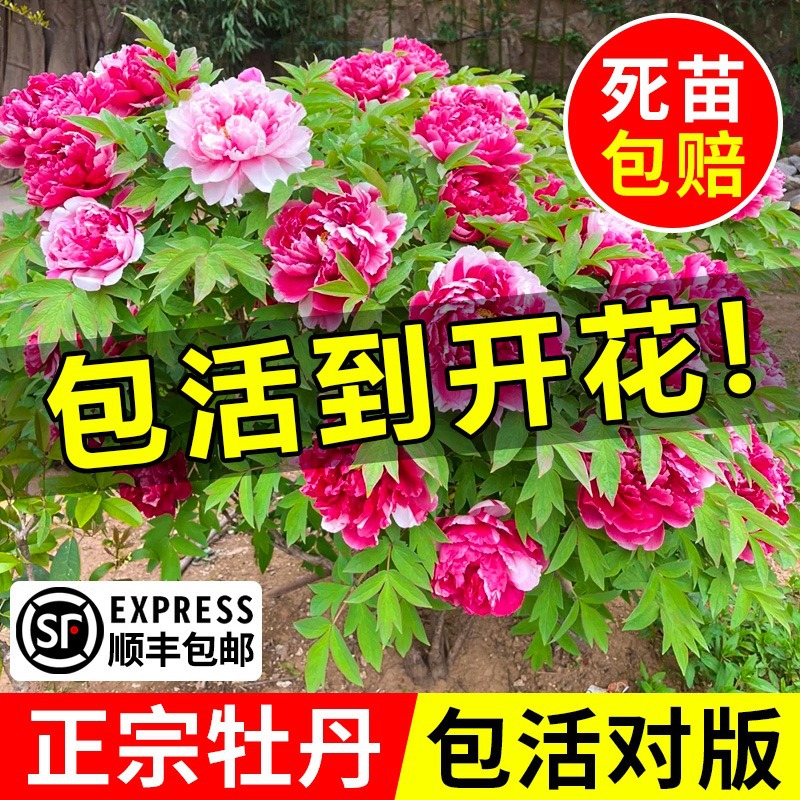 牡丹花树苗盆栽带花苞老桩花卉绿植四季好养菏泽正宗洛阳名贵鲜花
