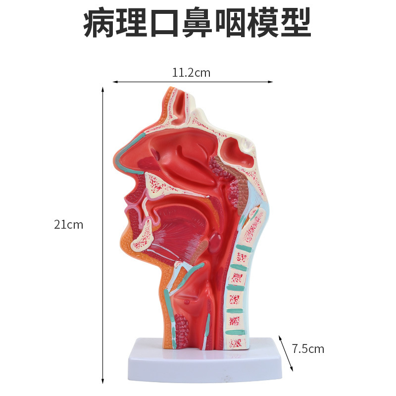 �����ǻ����ģ�� �ڱ���ʸ״ ����ģ�� ��ٿƶ��Ǻ��ƽ�ѧģ��