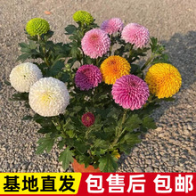 乒乓菊花盆栽千头菊四季开花带花苞大盆好养室内阳台庭院菊花苗