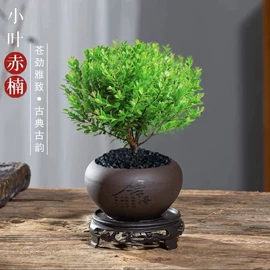 盆栽;干花;其他园林植物