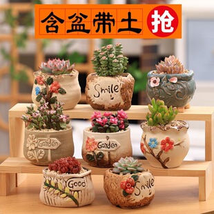 ����ֲ�ﺬ�����M�������҃�С�����մɻ����Ϙ���¶�ҵ�����ֲ��