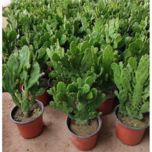 ǧ���^������ֲ���҃��̨�Gֲ�����������ǧ���ֶ���ֲ��