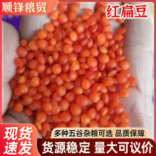 批发五谷杂粮红扁豆土耳其红扁豆去皮大颗粒红扁豆粒红豆量大价优