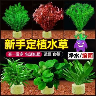 Purify Water Quality, Water Hyacinth Plant, Fish Tank Landscaping, Pond Garden, Courtyard Fish Pond, Outdoor Seedlings, Preferred Oxygenated Water Plants