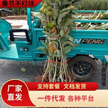 ��������޽��籱���w������ԷNֲ�Ϸ��ش���������ؽY������