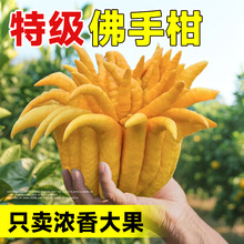 ���ָ��r�����r���ֹ��Ў�֦�҃Ȕ[���幩�^�p���ʳ�û������l