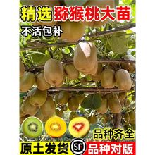 正宗猕猴桃树果苗雌雄同株红心绿心软枣嫁接南北四季种植盆栽地栽