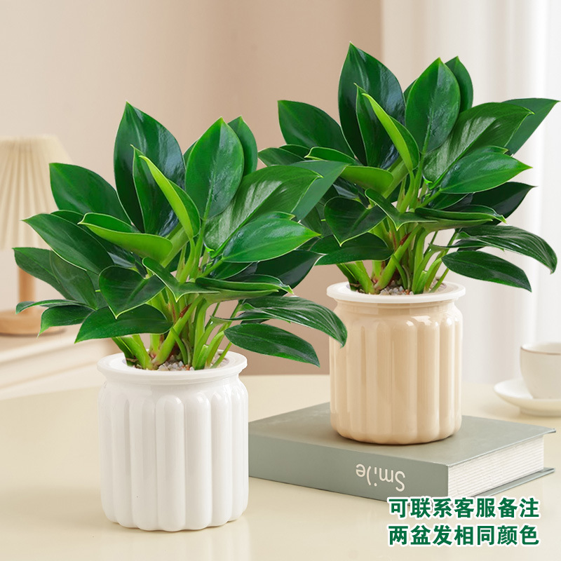 [화분 2개 특가] 골든다이아몬드 20cm 3그루(화이트+살구티라미수) + 영양액