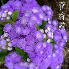 ޽ENļN_׻Ծ^ͥԺرֲ{ڻ