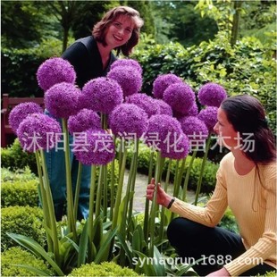Bulbs Wholesale Large Onion Bulbs Potted Courtyard Flowering Ornamental Plants Park Community Landscaping Flower Bed Flower Mirror