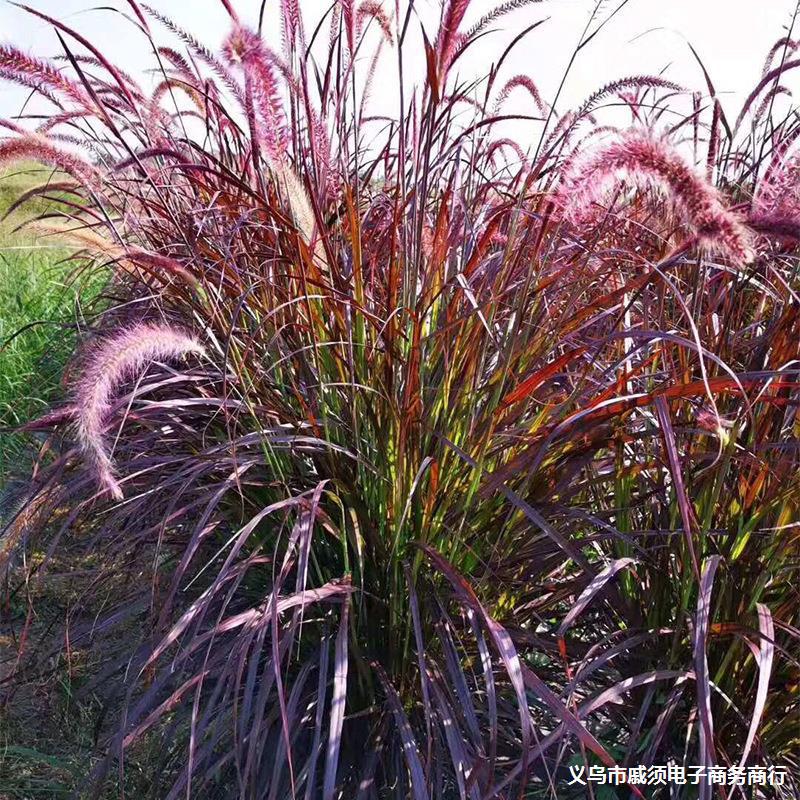 草花基地批发紫叶狼尾草 观赏草地栽盆栽紫叶狼草 红叶狼尾草苗