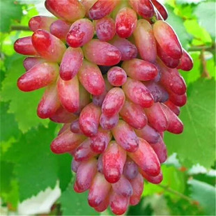 ���ѻ���ֱ�l���l������ͥԺ��������