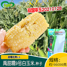 ��������Ŵ9̖�����׷N�� �r��ˈ@����MƤ������Ŵ���׷N��