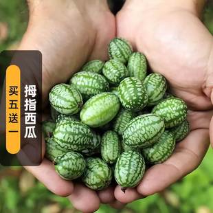 Thumb Watermelon Seeds 50 Mexican Sour Cucumber Mini Brown Horse Seeds Balcony Potted Spring and Summer Sowing