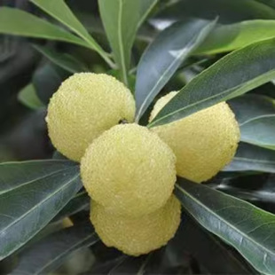 ��÷���� ����Ͱח�÷ ˮ����÷�� ��ɳ��÷ ������ľ����Y��