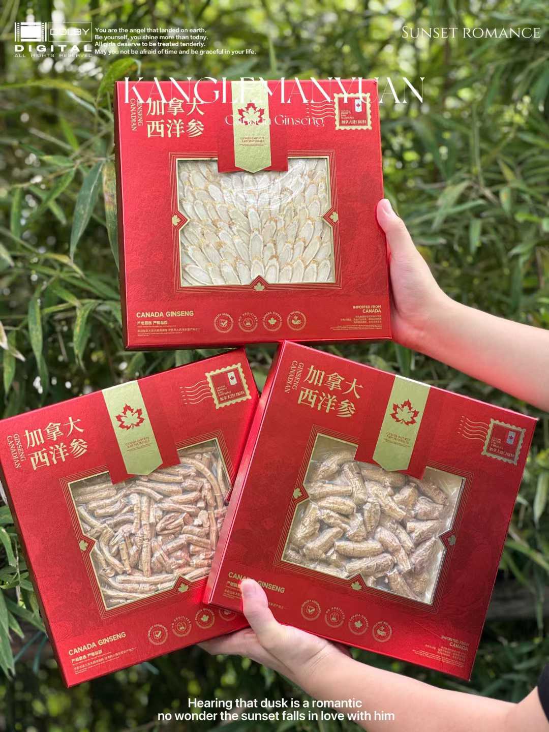 Canadian American Ginseng Slices Gift Box Large Slices 100g Dried Herbal Root for Soup and Tea quality and texture