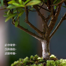 ��z�ľС�~����辰�Ϙ������绨���k���҃�����С�Gֲ���B�ļ�