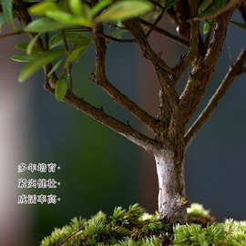 金丝楠木小叶赤楠盆景老桩盆栽苗花卉办公室内桌面小绿植好养四季