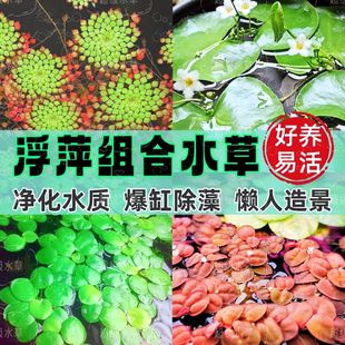 һ�~ɏ��ɏˮ������ˮ��ֲ���҃��̨�ļ��_�������~�׸���ɏ��