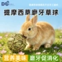 磨牙宠物兔子荷兰猪