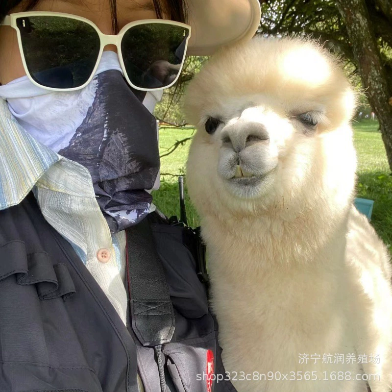 Где можно найти живую ферму альпак? Какого размера маленькая альпака, которую легко выращивать? Аренда декоративных альпак.