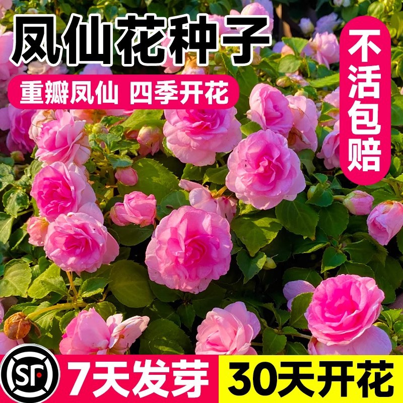 Double petal impatiens seeds henna seeds indoor and outdoor potted planting natural four seasons sowing and flowering too wholesale